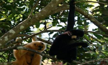 Vietnam Wildlife Tour